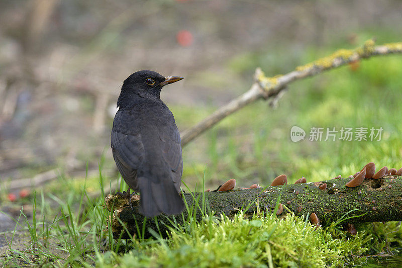 黑鸟（Turdus merula）